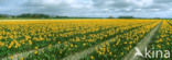 daffodil (Narcissus spec.)