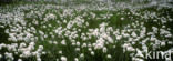 Wollegras (Eriophorum spec.)