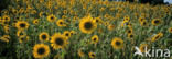 Zonnebloem (Helianthus annuus)