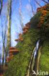 Goudgele bundelzwam (Pholiota flammans) 