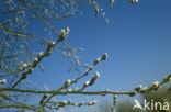 Willow (Salix)