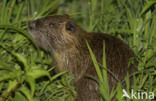 Beverrat (Myocastor coypus)