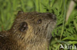 Beverrat (Myocastor coypus)