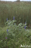 Blauwe lupine (Lupinus varius)