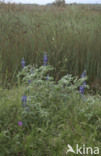 Blue Lupine (Lupinus varius)