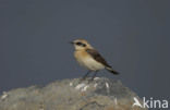 Black-eared Wheatear (Oenanthe hispanica)