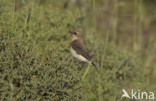 Black-eared Wheatear (Oenanthe hispanica)