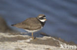 Bontbekplevier (Charadrius hiaticula)