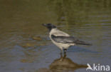 Bonte Kraai (Corvus cornix)