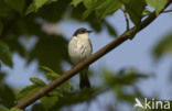 Bonte Vliegenvanger (Ficedula hypoleuca)