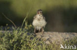 Boomleeuwerik (Lullula arborea)