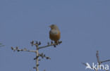 Bruinkeelortolaan (Emberiza caesia)