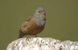 Bruinkeelortolaan (Emberiza caesia)