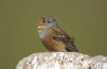 Bruinkeelortolaan (Emberiza caesia)