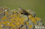 Bruinkeelortolaan (Emberiza caesia)