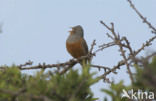 Bruinkeelortolaan (Emberiza caesia)