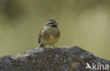 Cirlgors (Emberiza cirlus)