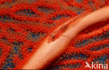 Gorgonian goby (Bryaninops amplus)