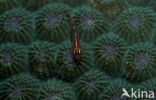 Common ghost goby (Pleurosicya mossambica)