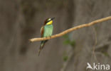 European Bee-eater (Merops apiaster)