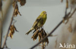 Europese Kanarie (Serinus serinus)