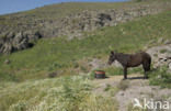 Ezel (Equus asinus)