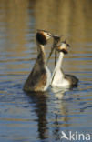 Fuut (Podiceps cristatus)