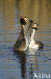 Great Crested Grebe (Podiceps cristatus)