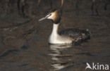 Great Crested Grebe (Podiceps cristatus)