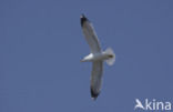 Geelpootmeeuw (Larus cachinnans)