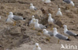 Geelpootmeeuw (Larus cachinnans)