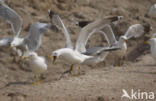 Geelpootmeeuw (Larus cachinnans)