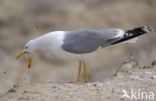 Geelpootmeeuw (Larus cachinnans)