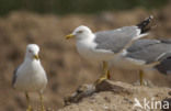 Geelpootmeeuw (Larus cachinnans)