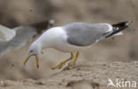 Geelpootmeeuw (Larus cachinnans)