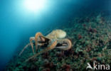 Common Octopus (Octopus vulgaris)