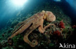 Common Octopus (Octopus vulgaris)