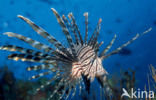 Gewone Koraalduivel (Pterois volitans)