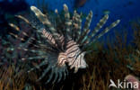 Gewone Koraalduivel (Pterois volitans)