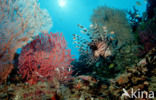 lionfish (Pterois volitans)