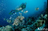 Gewone Koraalduivel (Pterois volitans)
