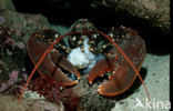Common lobster (Homarus gammarus)