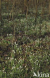 Common Snowdrop (Galanthus nivalis)