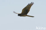 Montagu’s Harrier (Circus pygargus)