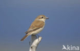 Red-backed Shrike (Lanius collurio)