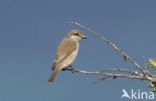 Red-backed Shrike (Lanius collurio)