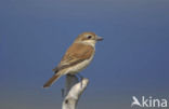 Red-backed Shrike (Lanius collurio)