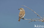 Red-backed Shrike (Lanius collurio)
