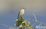 Red-backed Shrike (Lanius collurio)