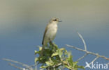 Red-backed Shrike (Lanius collurio)